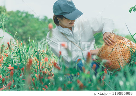 ストロベリーキャンドルを収穫する花卉農家 ストロベリーキャンドルを収穫する花卉農家 119896999