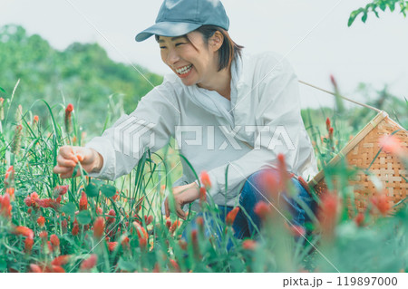 ストロベリーキャンドルを収穫する花卉農家 119897000