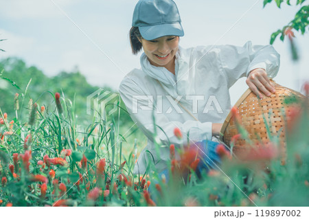 ストロベリーキャンドルを収穫する花卉農家 119897002