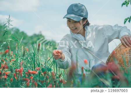 ストロベリーキャンドルを収穫する花卉農家 119897003