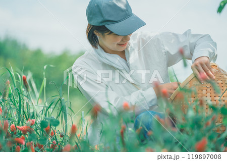 ストロベリーキャンドルを収穫する花卉農家 119897008