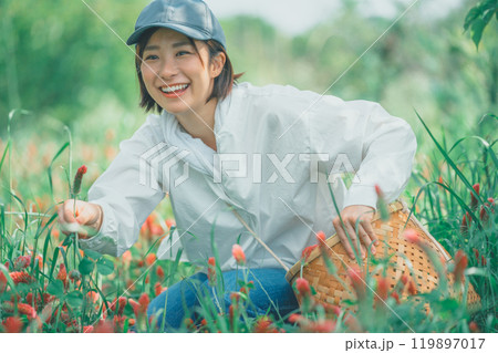 ストロベリーキャンドルを収穫する花農家 119897017