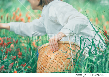 ストロベリーキャンドルを収穫する花農家 119897022