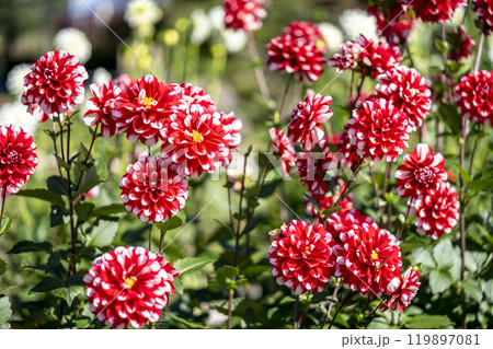 鮮やかに咲いたダリア（ダリヤ）　川西ダリヤ園　山形県川西町 119897081