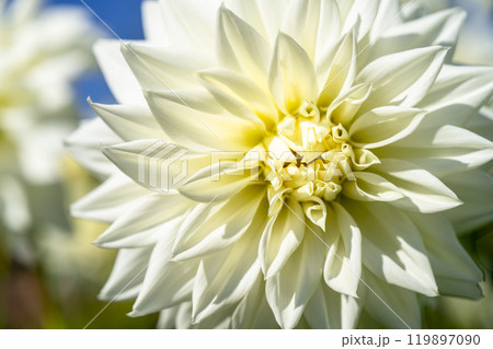 鮮やかに咲いたダリア（ダリヤ）　川西ダリヤ園　山形県川西町 119897090