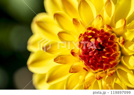 鮮やかに咲いたダリア（ダリヤ）　川西ダリヤ園　山形県川西町 119897099