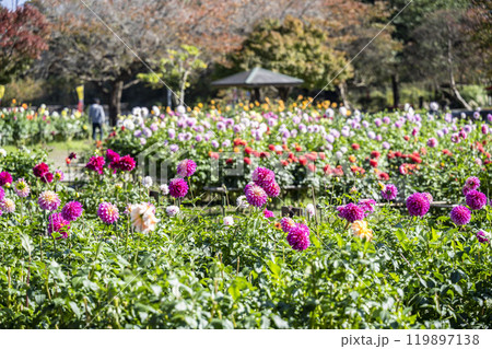 鮮やかに咲いたダリア(ダリヤ) 川西ダリヤ園 山形県川西町 鮮やかに咲いたダリア(ダリヤ) 川西ダリヤ園 山形県川西町 119897138
