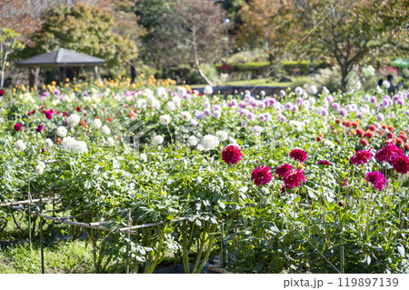 鮮やかに咲いたダリア(ダリヤ) 川西ダリヤ園 山形県川西町 鮮やかに咲いたダリア(ダリヤ) 川西ダリヤ園 山形県川西町 119897139