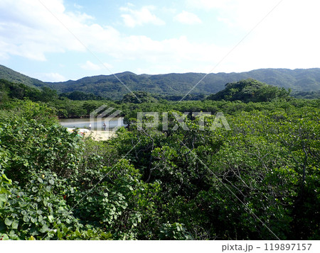 吹通川マングローブ林 119897157