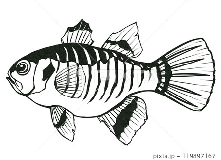 海水魚イシモチのシンプル白黒切り絵イラスト 119897167