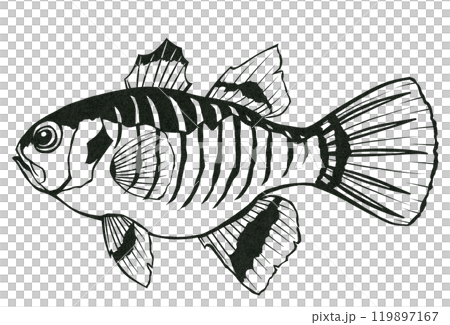 海水魚イシモチのシンプル白黒切り絵イラスト 119897167