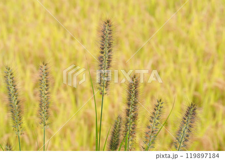 チカラシバと稲穂黄葉 119897184