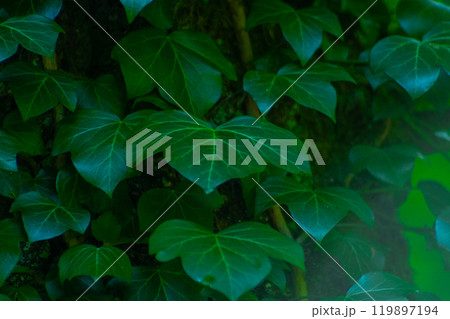 Ivy leaves. Green leafy background. 119897194