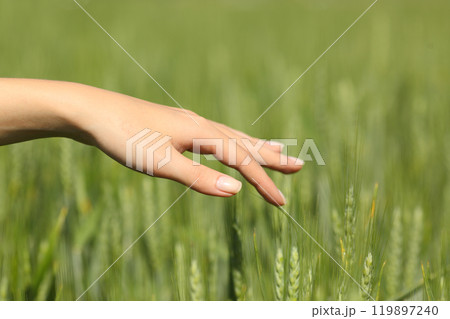 Beautiful girl hand touching wheat in a field 119897240