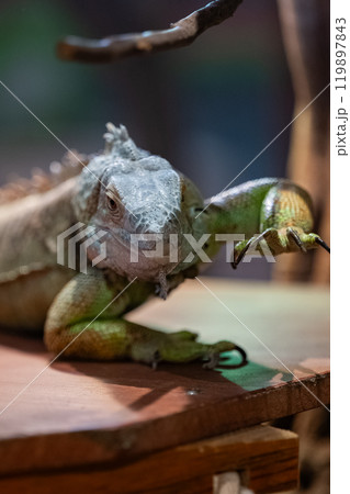 イグアナ 119897843