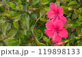A blooming hibiscus flower 119898133