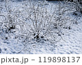 Branches of bush under snow. 119898137