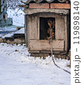Chained dog in a booth. Winter time. Natural winter background 119898140