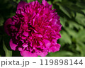 Red peony. Natural spring background 119898144