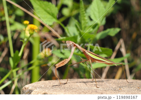 オオカマキリ(褐色型) オオカマキリ(褐色型) 119898167