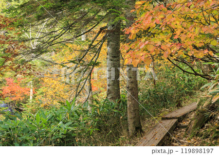 秋の尾瀬 草紅葉と森の紅葉 沼尻〜白砂峠〜見晴 秋の尾瀬 草紅葉と森の紅葉 沼尻〜白砂峠〜見晴 119898197