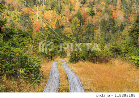 秋の尾瀬　草紅葉と森の紅葉　沼尻〜白砂峠〜見晴 119898199