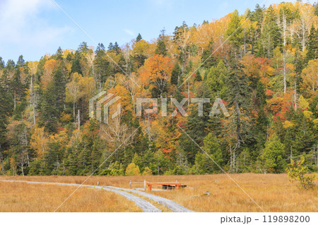 秋の尾瀬 草紅葉と森の紅葉 沼尻〜白砂峠〜見晴 秋の尾瀬 草紅葉と森の紅葉 沼尻〜白砂峠〜見晴 119898200