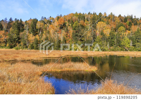 秋の尾瀬　草紅葉と森の紅葉　沼尻〜白砂峠〜見晴 119898205