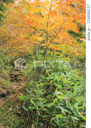 秋の尾瀬 草紅葉と森の紅葉 沼尻〜白砂峠〜見晴 秋の尾瀬 草紅葉と森の紅葉 沼尻〜白砂峠〜見晴 119898217