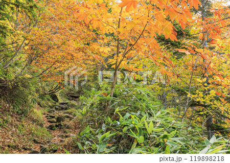 秋の尾瀬 草紅葉と森の紅葉 沼尻〜白砂峠〜見晴 秋の尾瀬 草紅葉と森の紅葉 沼尻〜白砂峠〜見晴 119898218