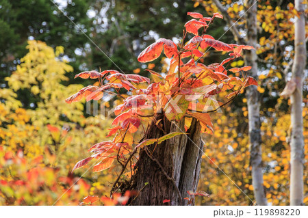 秋の尾瀬 草紅葉と森の紅葉 沼尻〜白砂峠〜見晴 秋の尾瀬 草紅葉と森の紅葉 沼尻〜白砂峠〜見晴 119898220