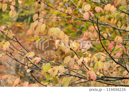秋の尾瀬　草紅葉と森の紅葉　沼尻〜白砂峠〜見晴 119898226