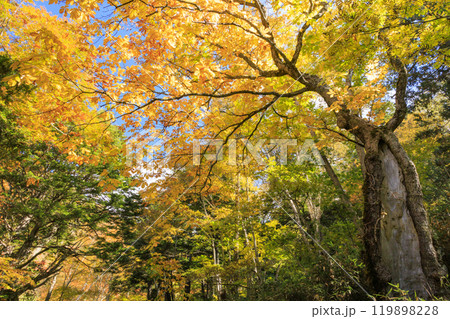 秋の尾瀬 草紅葉と森の紅葉 沼尻〜白砂峠〜見晴 秋の尾瀬 草紅葉と森の紅葉 沼尻〜白砂峠〜見晴 119898228
