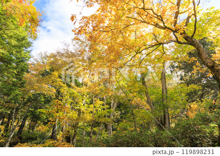 秋の尾瀬　草紅葉と森の紅葉　沼尻〜白砂峠〜見晴 119898231