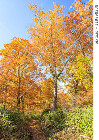 秋の尾瀬　草紅葉と森の紅葉　沼尻〜白砂峠〜見晴 119898238