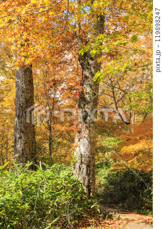 秋の尾瀬　草紅葉と森の紅葉　沼尻〜白砂峠〜見晴 119898247