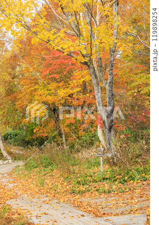 秋の尾瀬 草紅葉と森の紅葉 沼尻〜白砂峠〜見晴 秋の尾瀬 草紅葉と森の紅葉 沼尻〜白砂峠〜見晴 119898254