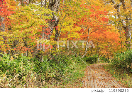 秋の尾瀬　草紅葉と森の紅葉　沼尻〜白砂峠〜見晴 119898256