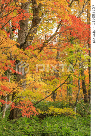 秋の尾瀬　草紅葉と森の紅葉　沼尻〜白砂峠〜見晴 119898257