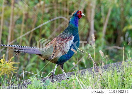 キジ (夕方）/ pheasant / Japan 119898282