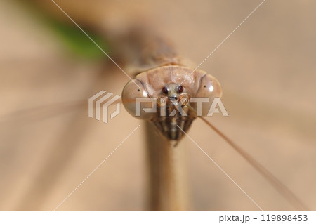 オオカマキリ(褐色型) オオカマキリ(褐色型) 119898453