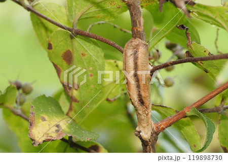 チョウセンカマキリの卵 119898730