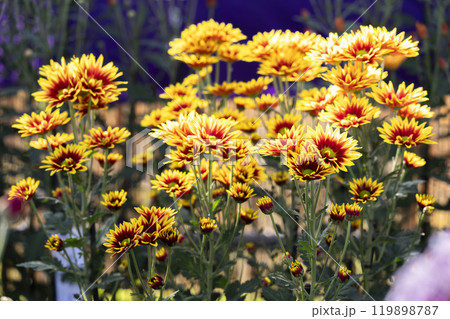 秋の風景 鮮やかに咲いた菊の花 山形県南陽市 秋の風景 鮮やかに咲いた菊の花 山形県南陽市 119898787