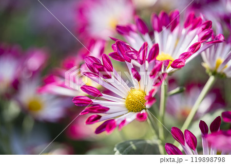 秋の風景　鮮やかに咲いた菊の花　山形県南陽市 119898798