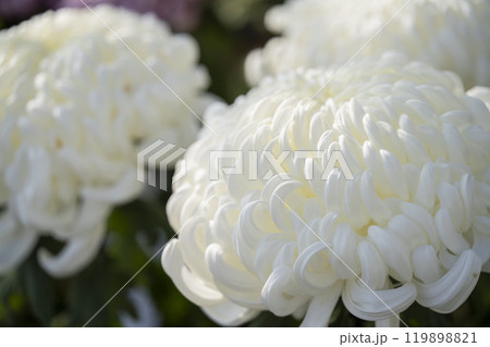 秋の風景　鮮やかに咲いた菊の花　山形県南陽市 119898821