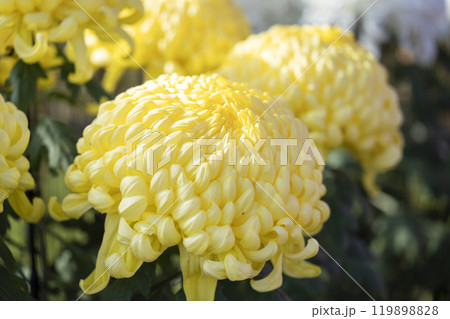 秋の風景　鮮やかに咲いた菊の花　山形県南陽市 119898828