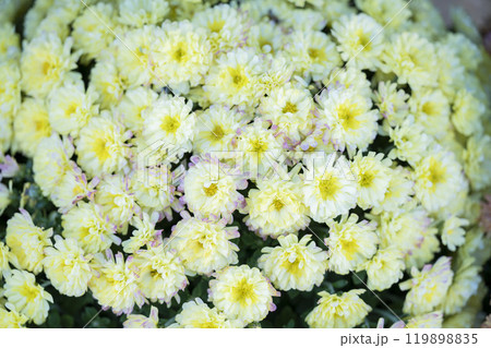 秋の風景　鮮やかに咲いた菊の花　山形県南陽市 119898835