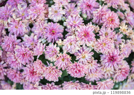 秋の風景　鮮やかに咲いた菊の花　山形県南陽市 119898836