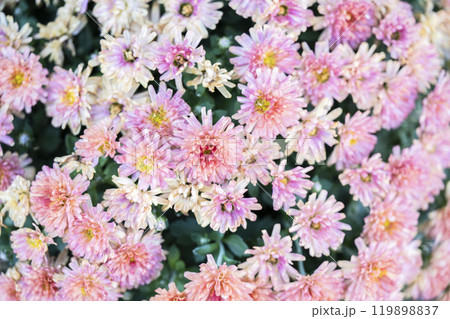 秋の風景 鮮やかに咲いた菊の花 山形県南陽市 秋の風景 鮮やかに咲いた菊の花 山形県南陽市 119898837