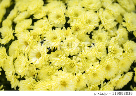 秋の風景　鮮やかに咲いた菊の花　山形県南陽市 119898839